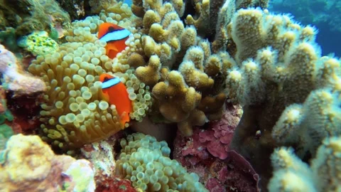 13012Close up view of cluster of two one strip orange clown Cinnamon Clown fishe Stock Footage 329429186