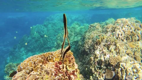 13014follow camera close up view of several swimming  juvenile Platax teira Long Stock Footage 329642367