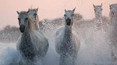 Slow motion shot of white horses running while splashing water in sea against