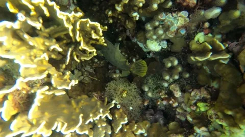 13015slow motion close up view to a brown dot strip leatherjacket fish trying to Stock Footage 329641740