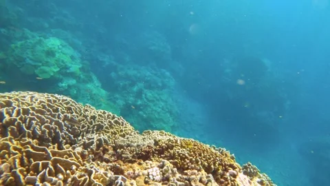 13017 floating on the surface of water Look down underwater of coral reef Blue C Stock Footage 329649208