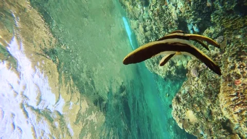 13018Vertical camera close up view of several swimming  juvenile Platax teira Lo Stock Footage 329642663