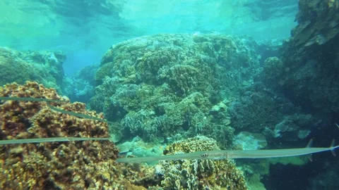 13019Slow motion of Underwater camera view of several weird shape long skinny co Stock Footage 329642862