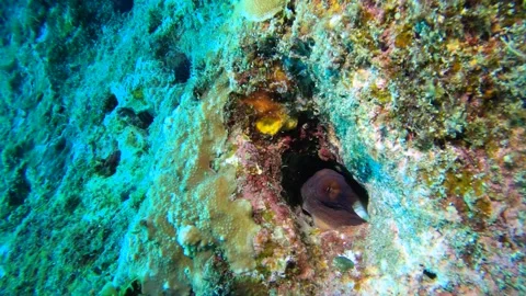 13029slow motion close up view to hiding spots of an octopus changing skin color Stock Footage 330055359
