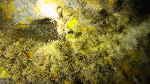 13033slow motion close up view to hiding spots full of lobsters with their long  스톡 동영상 330055364