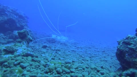 13037close up view to free float of a dead shell of banded coral shrimp floating Stock Footage 330055174