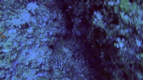 13052close up slow motion of Semicircle angelfish coming out from the gap of cor Stock Footage 330168865