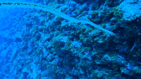 13059Slow motion view of close-up look to a sea whip growing out from coral reef Stock Footage 330168286