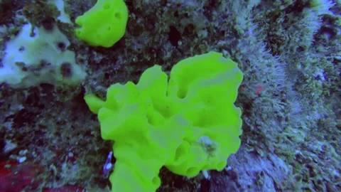 13073close up still view of yellow sponge, likely a species from the genus Clath Vidéo 330433049