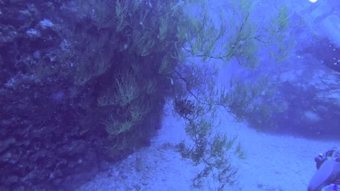 13091slow motion close up turn around view to bush of Antillogorgia growing out  库存影片 330428897