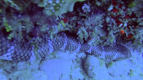 13095slow motion head to tail close up view to a sleeping banned sea snake Yello Vídeos de archivo 330427975