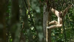 gibbon white hanging and jumping in tree