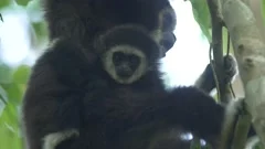 gibbon with baby in tree