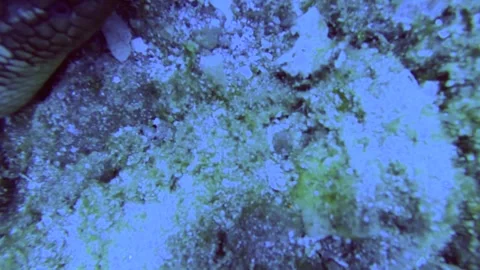 13096slow motion close up head view to a banned sea snake Yellow-lipped sea krai 動画素材 330428152