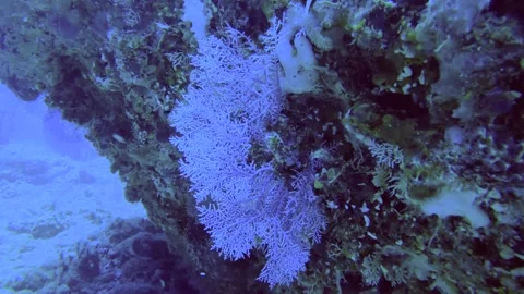 13098slow motion close up view of blue  gorgonian sea fan and finger leather cor Stock Footage 330431035