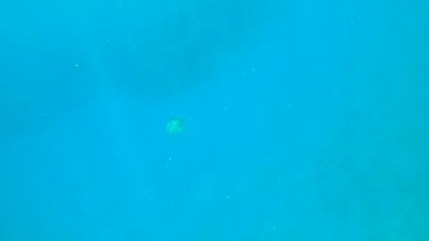 1311 far away view of a small young sea turtle turning around in the wide deep b Video stock 337317782