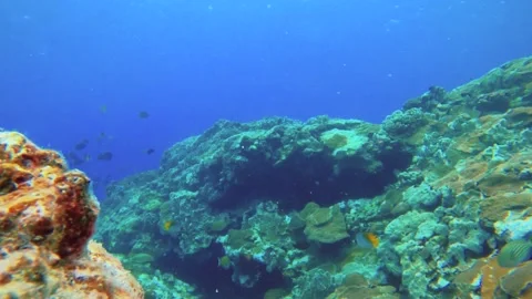 13124 still camera view of clear close up of Bird wrasse black damsel slingjaw w Video stock 337317905