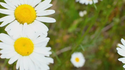 13197813 HD Stock Footage 756658