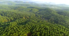 Aerial views of the destroyed rainforest, palm oil plantation at Malaysia,