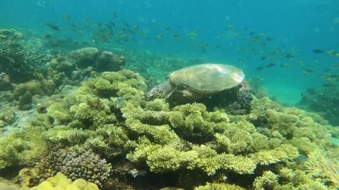 13215-3 Close up view swimming close to a sea turtle relaxing eating at the bott Stock Footage 337792183