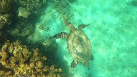 13216 slow motion of up to down view to a sea turtle relaxing swimming around co Stock Footage 337792198