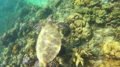 13218 Close up view to a sea turtle relaxing swimming along the bottom of sea an Stock Footage 337792374