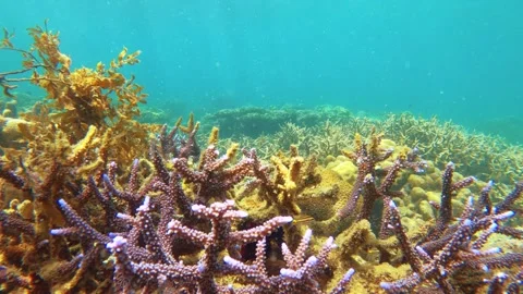 13221 slow motion still view of blue purple lavender finger branching Staghorn c Stock Footage 337792184
