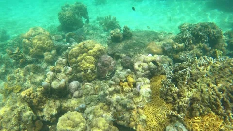 13223 close up view to two Copperband butterflyfish swimming along the bottom of Stock Footage 337792696