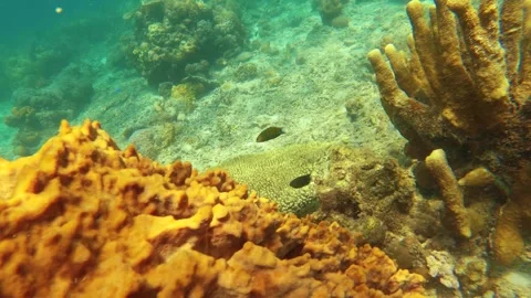 13232 view of blue purple lavender finger branching various Staghorn Orbicella a Stock Footage 338125006