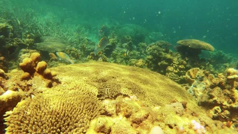 13236slow motion underwater view to an angelfish and parrotfish over blue lavend Stock Footage 338124883