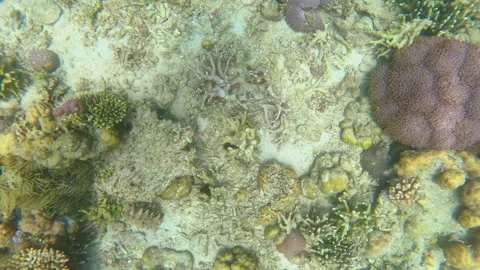 13254-3fast spinning view from a free diver holding camera accenting up from the 库存影片 344119394
