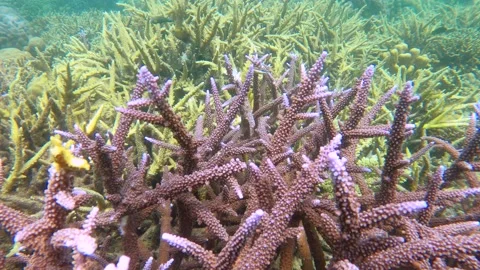 13254-4slow motion view of blue purple lavender finger branching various Staghor 库存影片 344124375