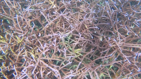 13254-5slow motion view of blue purple lavender finger branching Staghorn corals Vídeo Stock 344119609
