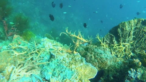 13255-6dive down underwater view of finger branching Staghorn corals covered by  Stock-Footage 344123838