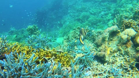 13257A funny scene of close up view of two big triggerfish chasing each other ar Vídeo Stock 344125313