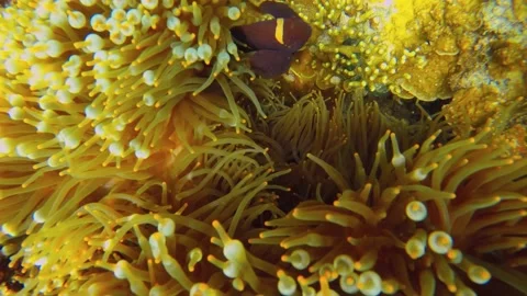 13258close up to a sea anemone home to Black ocellaris clownfish swimming around 스톡 동영상 344121040