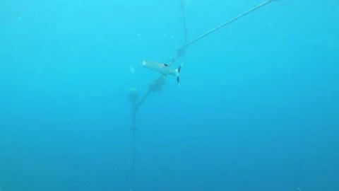 13265 1underwater scene of a barracuda fish swimming wondering around in the dee 库存影片 344112924