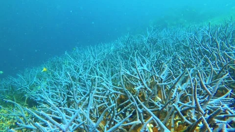 13265slow motion view of blue lavender finger branching Staghorn corals with par 스톡 동영상 344146407