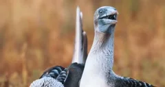 Mating call dance with two blue footed booby in Galapagos Islands