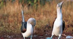 Blue Footed Booby in a mating dance, telephoto
