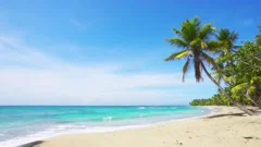 Wild palm beach of Hawaii. Sand sea and sky summer sunny day stock video footage