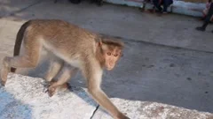 monkey stares in disbelief and escapes slowmo