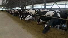 Dairy cows eating feed in the barn. cows standing in a row. panorama