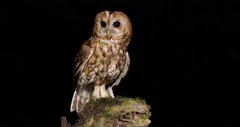 Tawny Owl UK coming in to land and taking off from a mossy perch at night