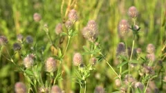 Flowers of the Hare's-foot clover (Trifolium arvense).
