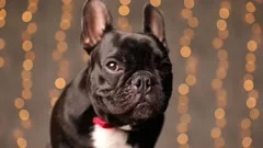 adorable french bulldog dog is looking at the camera, wearing a red bowtie,