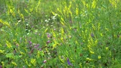 Blooming of yellow sweet clover (Melilotus officinalis) on the meadow.