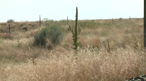 1378 - desolate wind 動画素材 752050