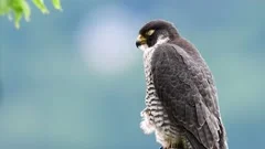 Peregrine Falcon Video Clip in 4k
