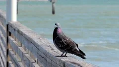Domestic homing pigeon, standing on a wooden railing of a pier